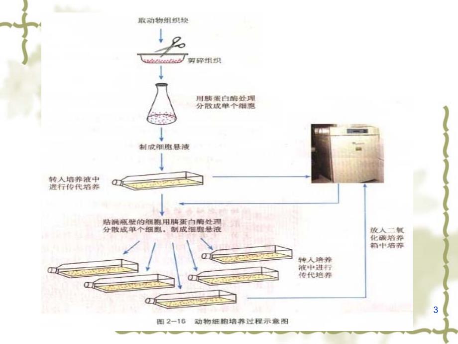 人教版教学课件动物细胞培养和核移植技术ppt_第3页