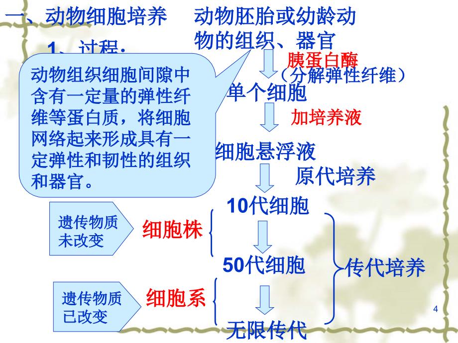 人教版教学课件动物细胞培养和核移植技术ppt_第4页