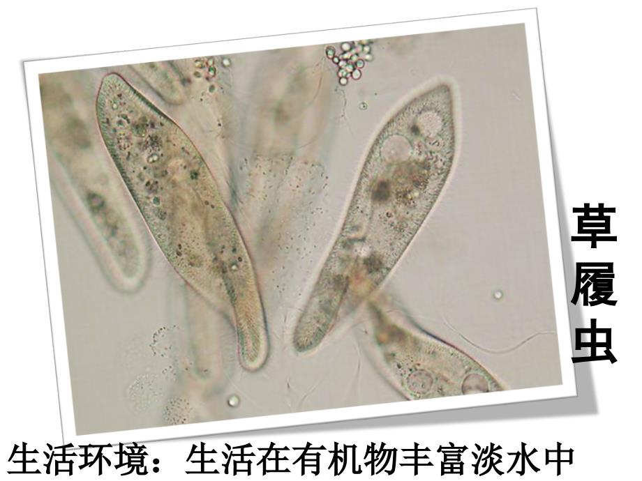 单细胞生物 (2)_第1页