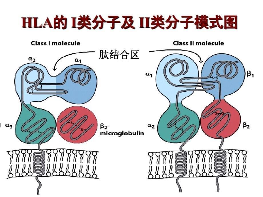 医学免疫学教学课件：chap15 APC ren2_第5页