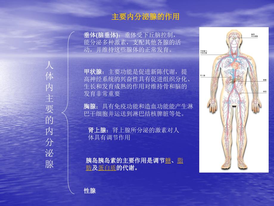 卫生学作业内分泌系统_第3页