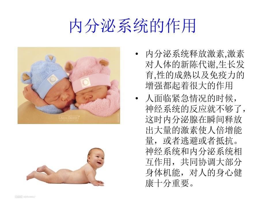 卫生学作业内分泌系统_第5页