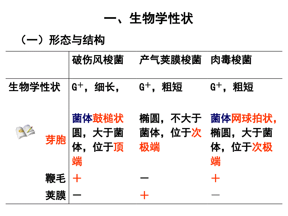 第12章厌氧性细菌_第3页