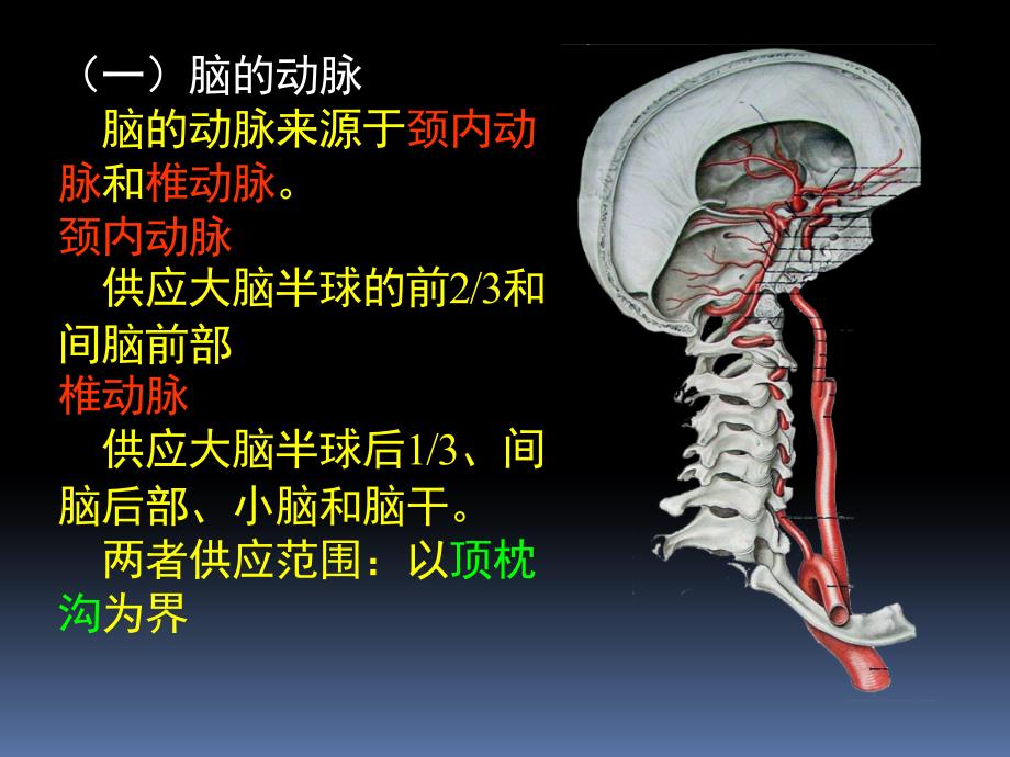 神经解剖学：06-13 脑脊髓血管_第4页