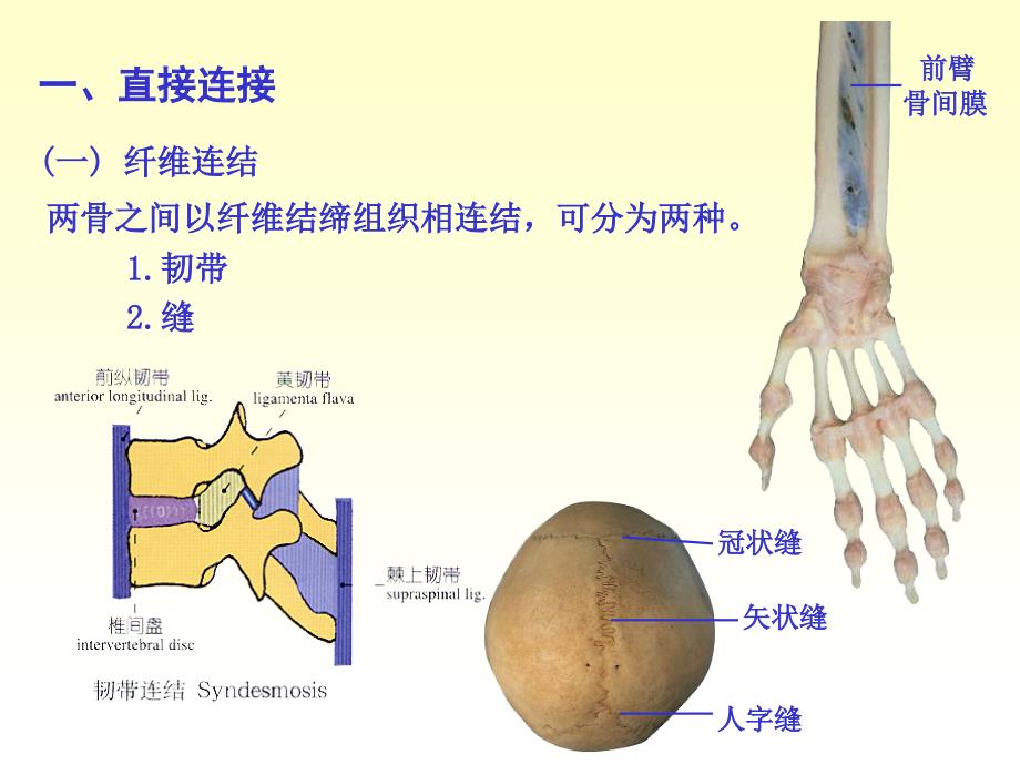 最新Human anatomychapter02关节学PPT文档_第2页