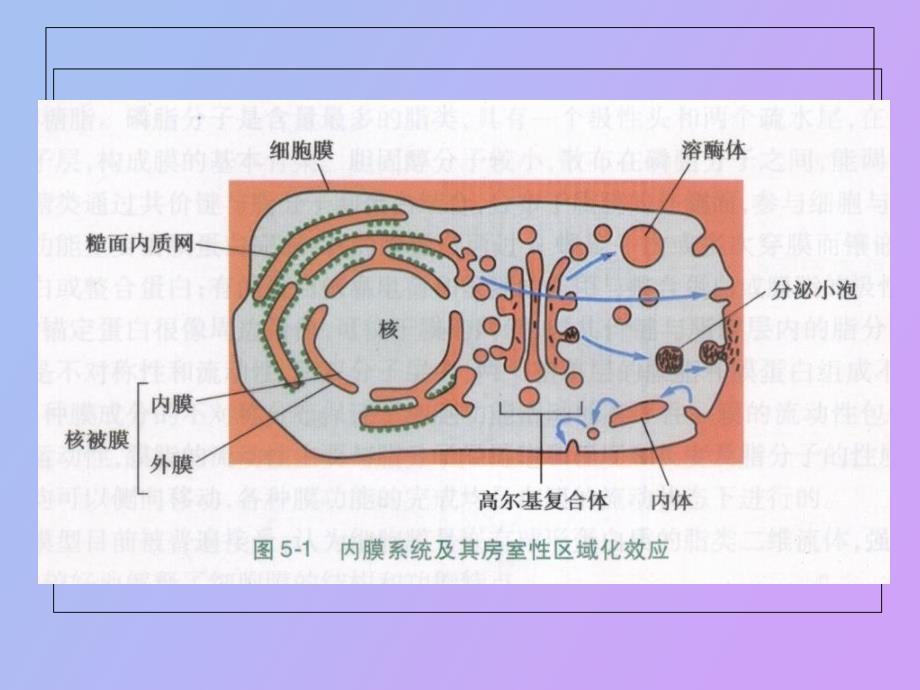 细胞内膜系统与囊泡转运_第4页