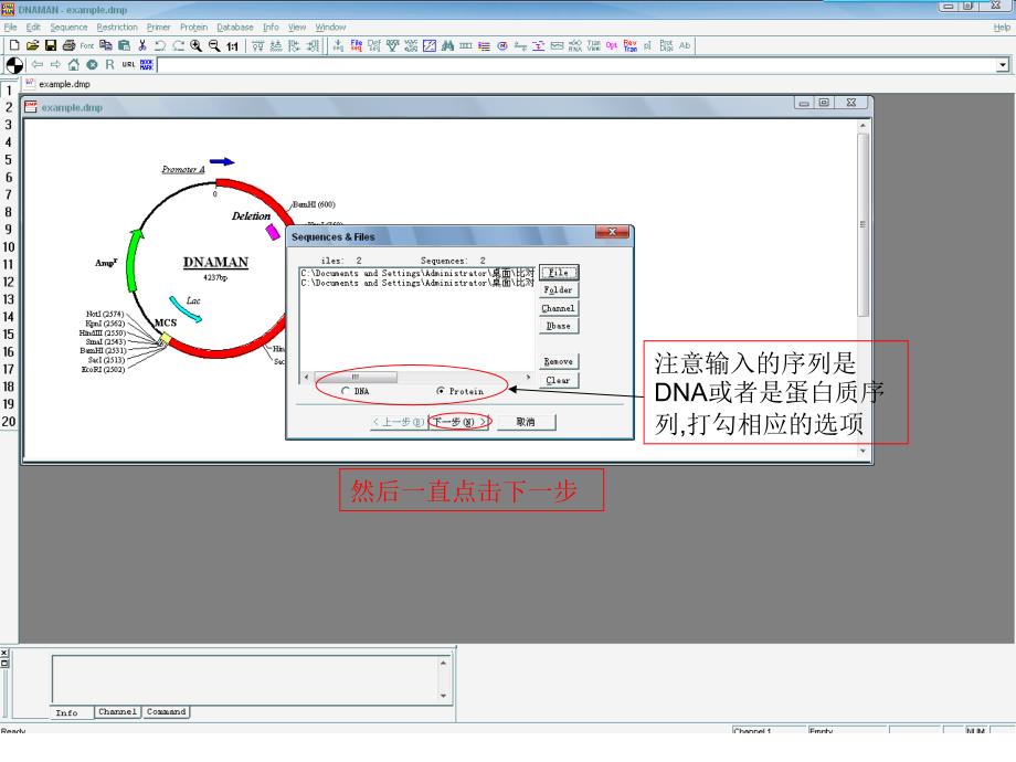 如何使用DNAMAN软件制作序列比对图发表论文用_第4页