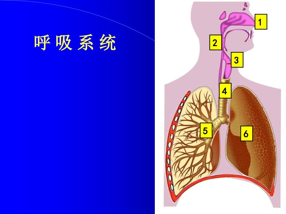 《呼吸道对空气的处理》_第3页