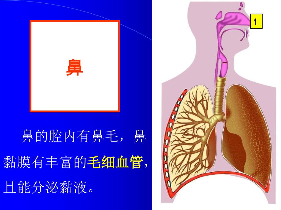 《呼吸道对空气的处理》_第4页