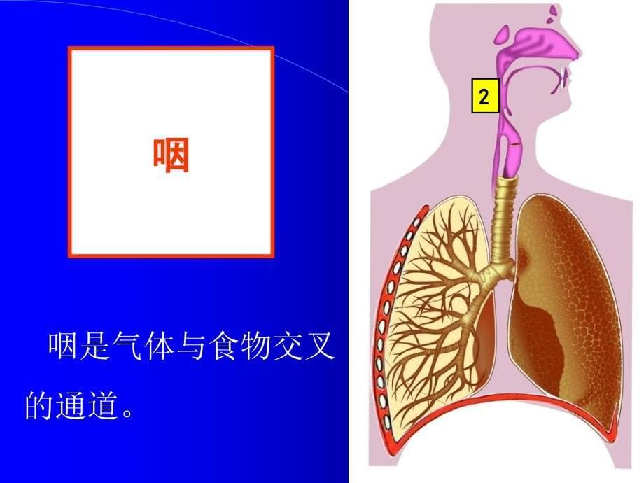 《呼吸道对空气的处理》_第5页