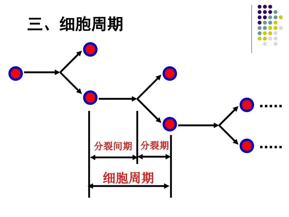 高中生物《细胞增殖》课件ֳ3_第5页