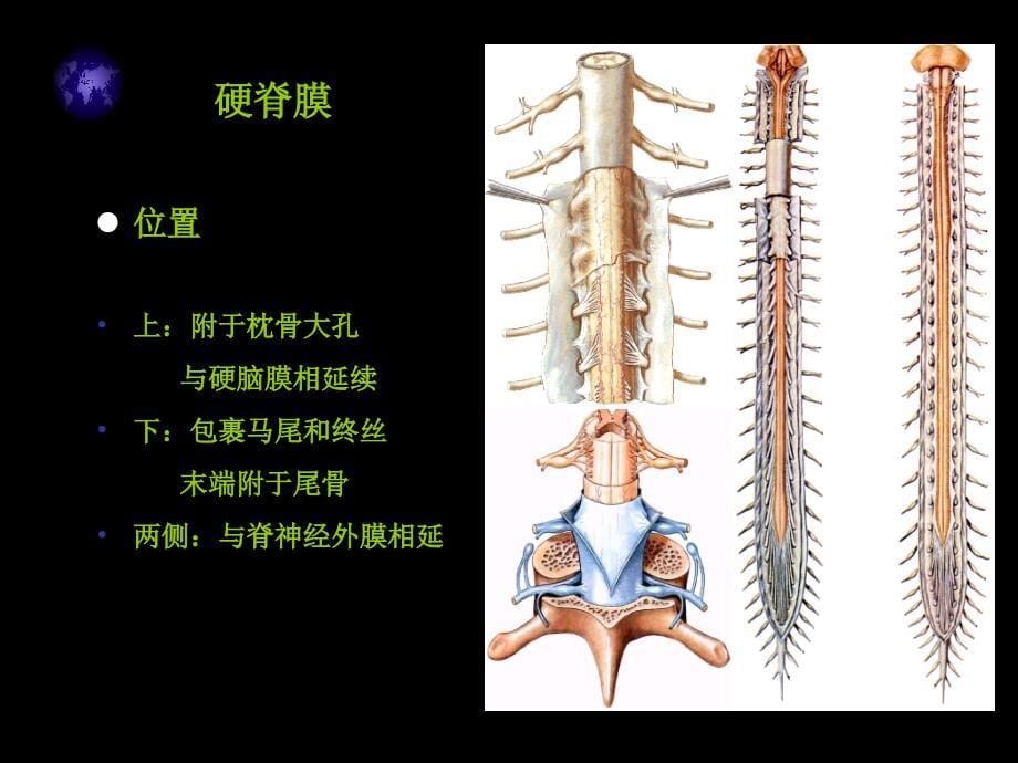 脊髓血管畸形_第5页