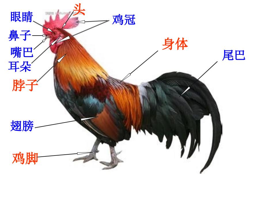 泥公鸡美术课件_第3页