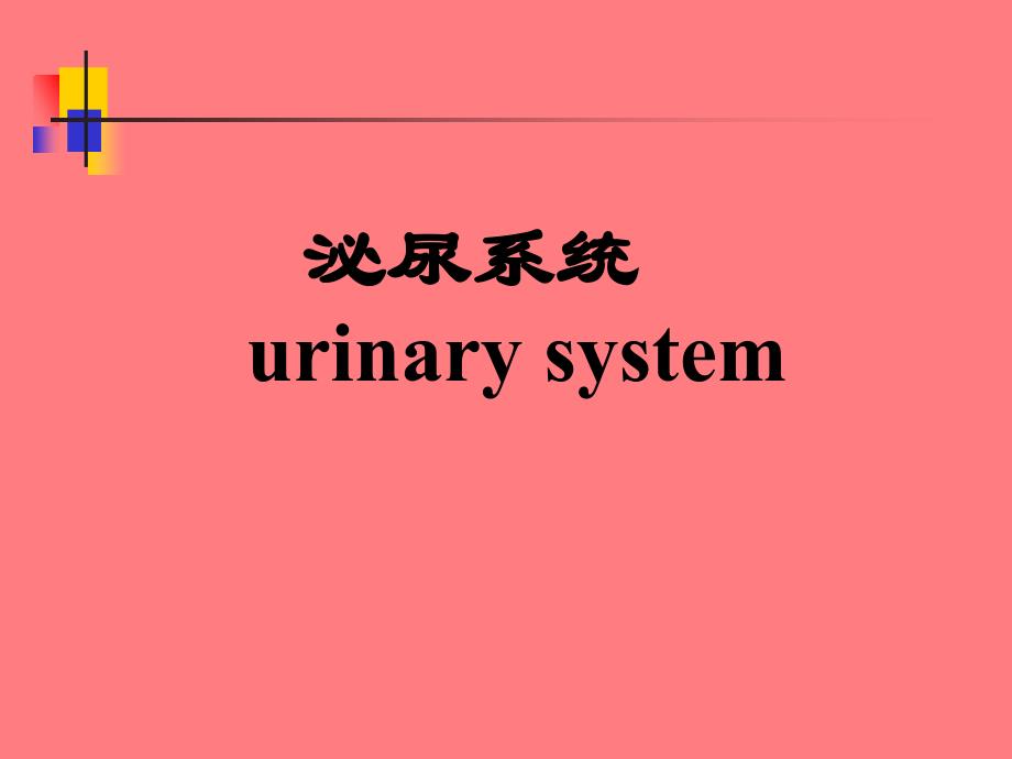 泌尿系统解剖_第1页