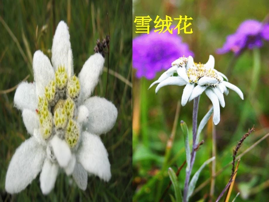 雪绒花.课件新城四中精品教育_第5页