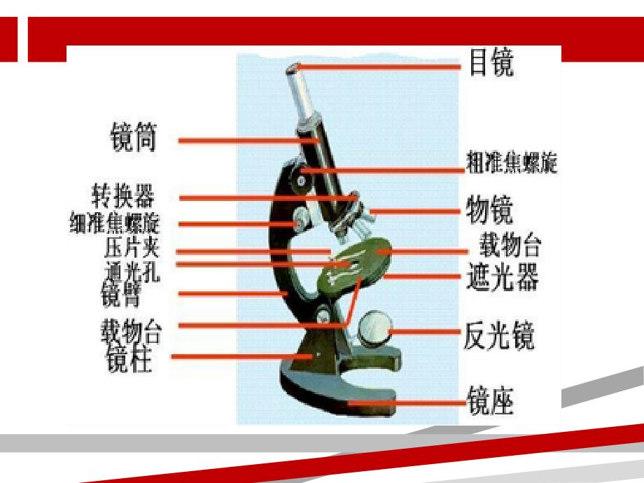 洋葱表皮细胞的制作和观察.ppt课件_第3页