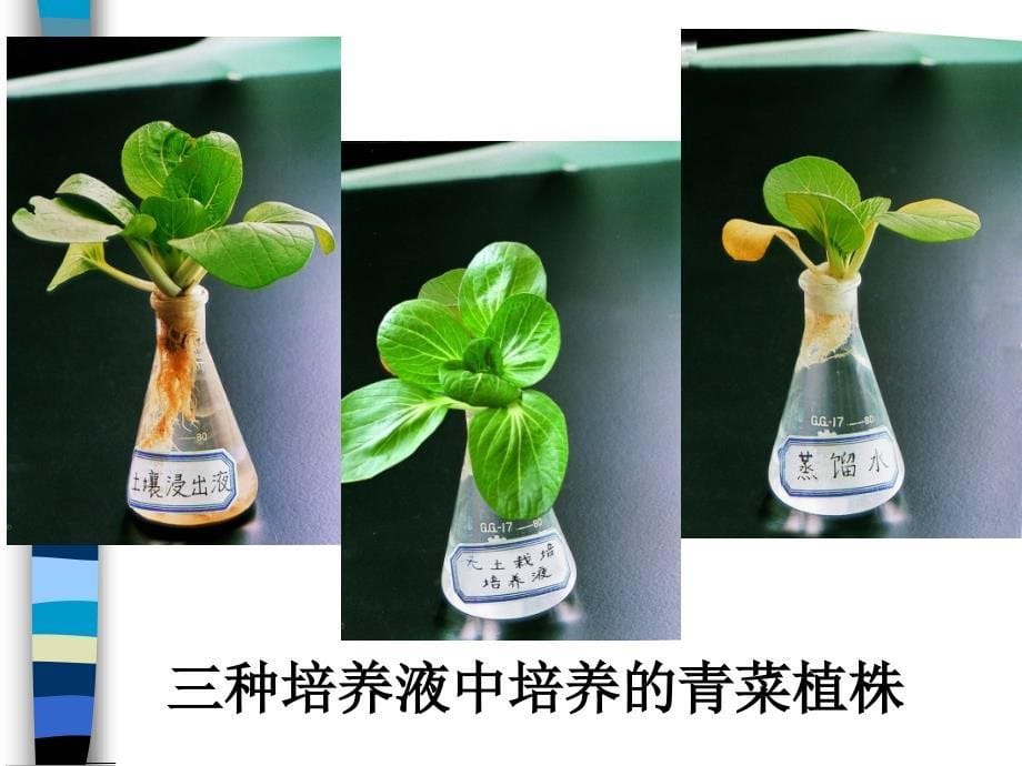 42绿色植物的生长需要水和无机盐_第5页