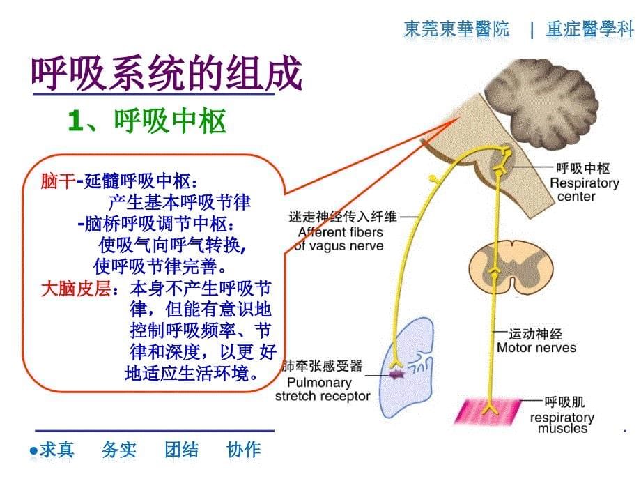 呼吸系统的评估与护理_第5页