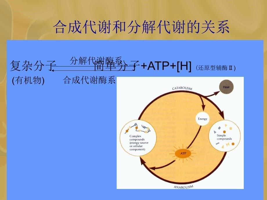 《微生物营养与代谢》PPT课件_第5页