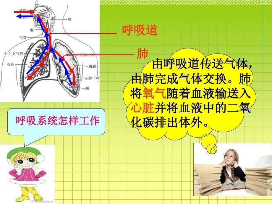 相互协作的人体器官88368_第5页