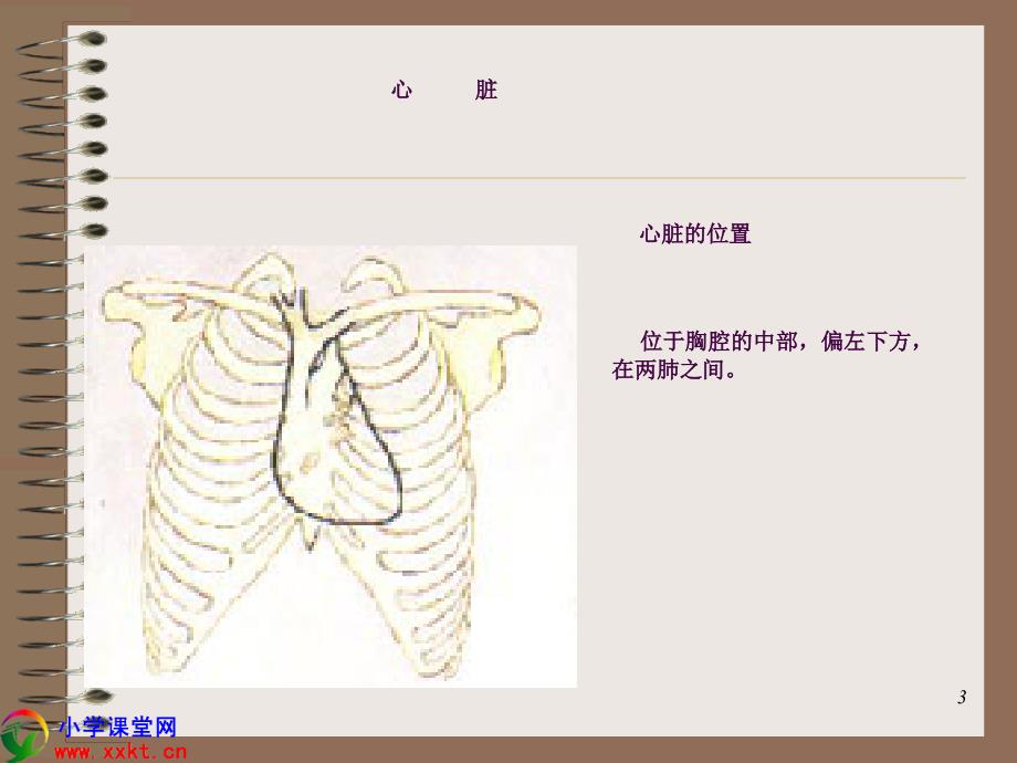 五年级科学下册心脏和血管之二青岛版ppt课件_第3页