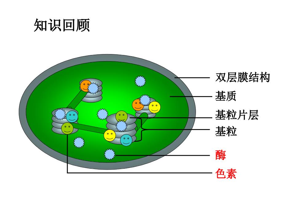 说课用课件光合作用1_第2页