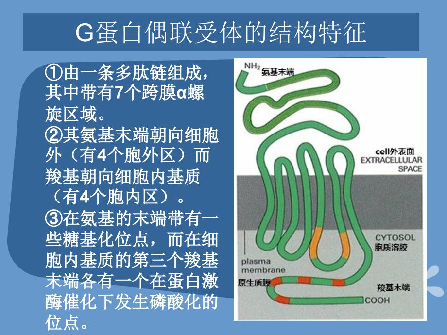 G蛋白偶联受体_第3页