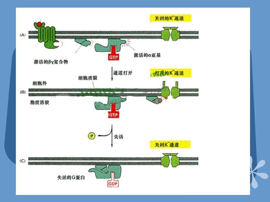 G蛋白偶联受体_第5页