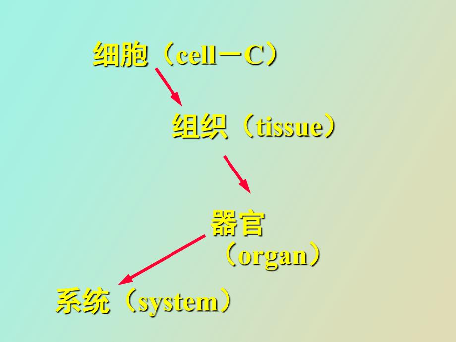 组织胚胎学课件绪论_第3页