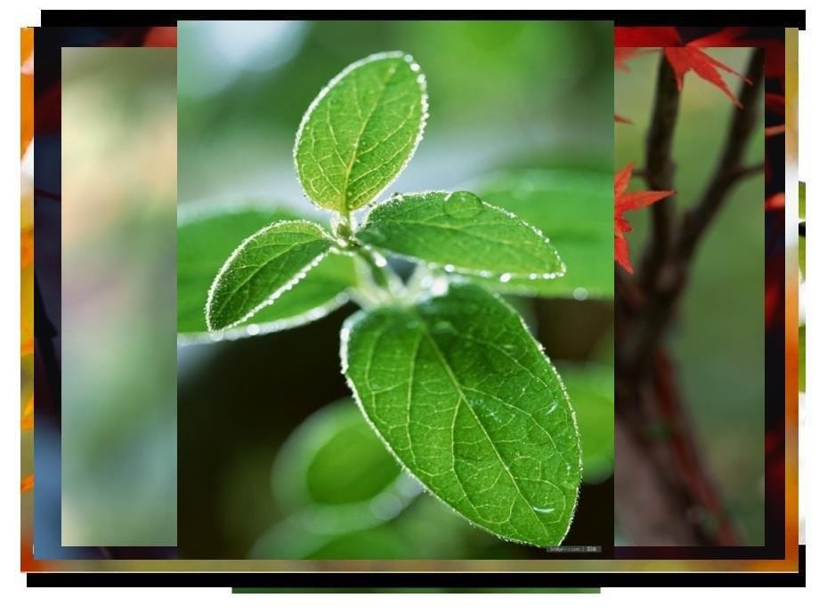 做一片美丽的叶子_第5页