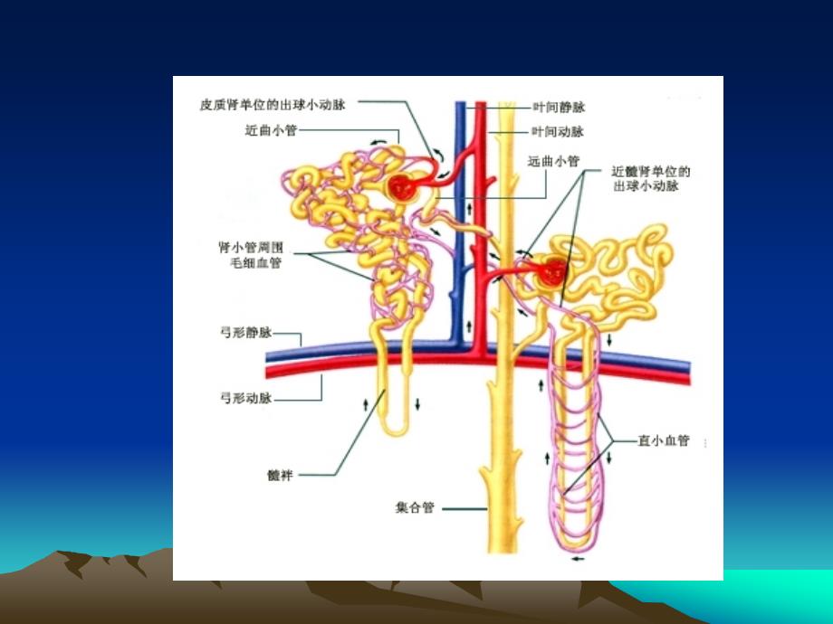 肾脏病基础知识课件.ppt_第4页