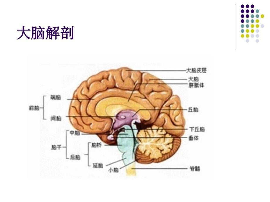 脑疝病人的护理1_第5页