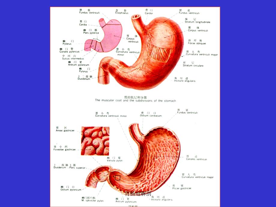 胃肠道解剖课件_第4页