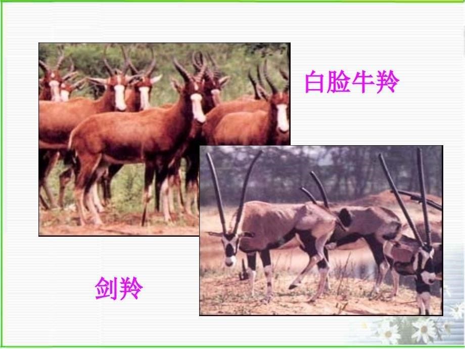 savingtheantelopes_第5页