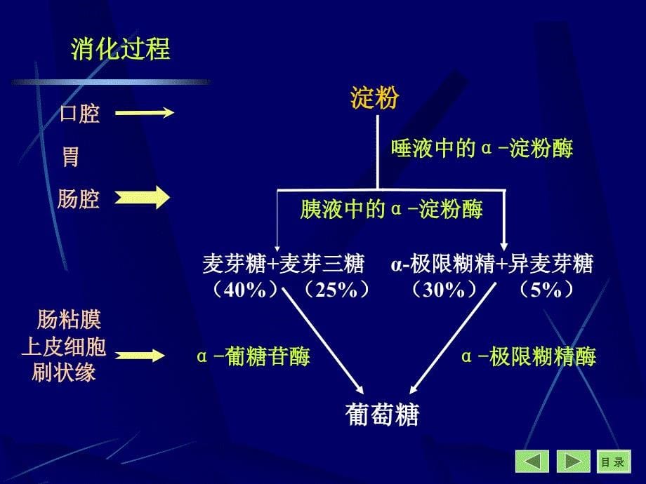 第八章糖代谢_第5页