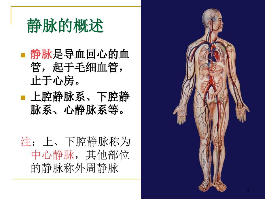 PICC相关静脉的解剖ppt课件_第3页