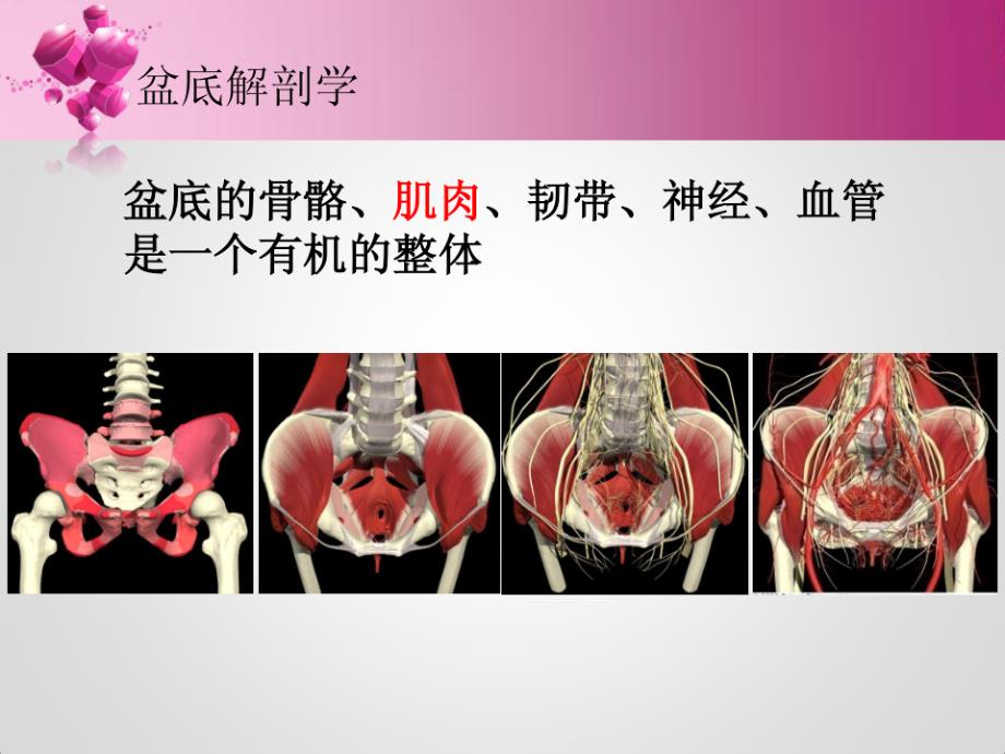 盆底康复治疗ppt课件_第2页