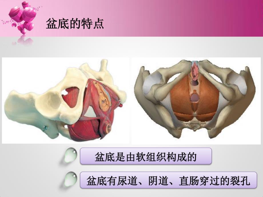 盆底康复治疗ppt课件_第3页