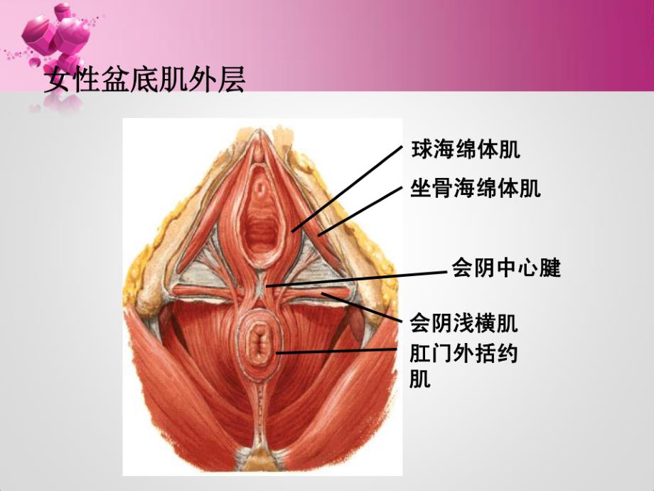 盆底康复治疗ppt课件_第4页