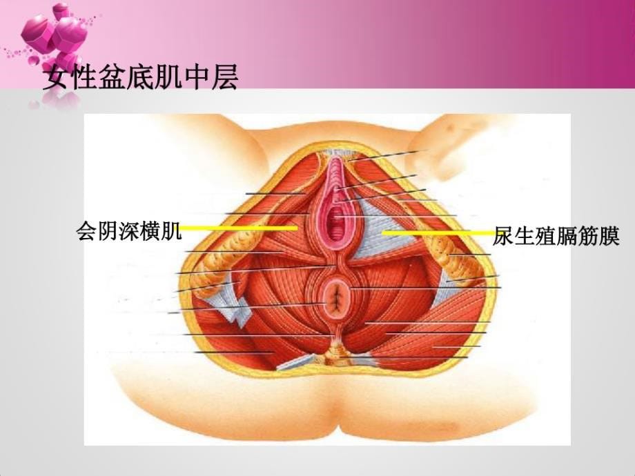 盆底康复治疗ppt课件_第5页