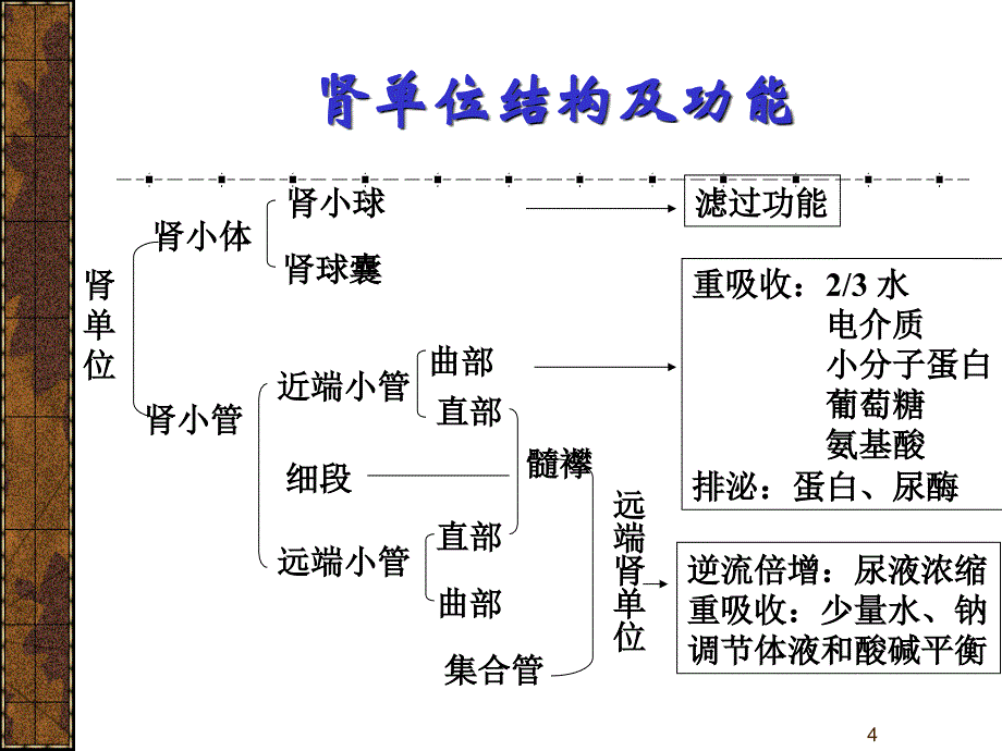 泌尿系统疾病总论(新)课件_第4页