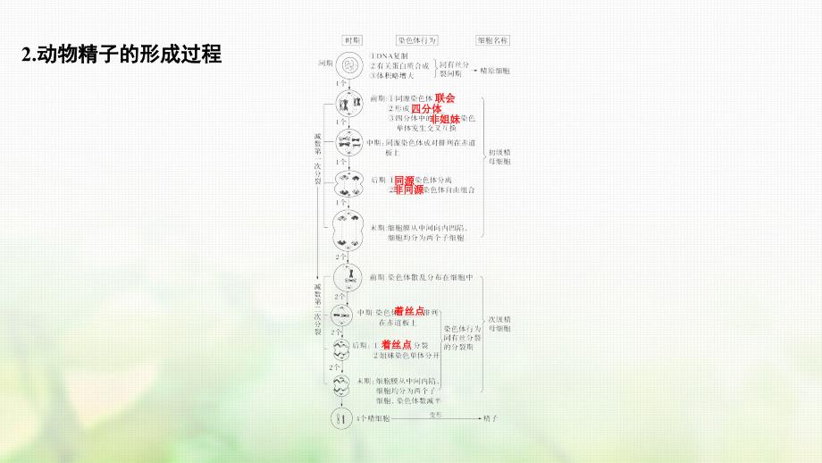 生物第四单元 细胞的生命历程 第12讲 减数分裂和受精作用_第3页