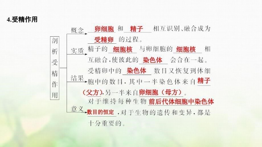 生物第四单元 细胞的生命历程 第12讲 减数分裂和受精作用_第5页