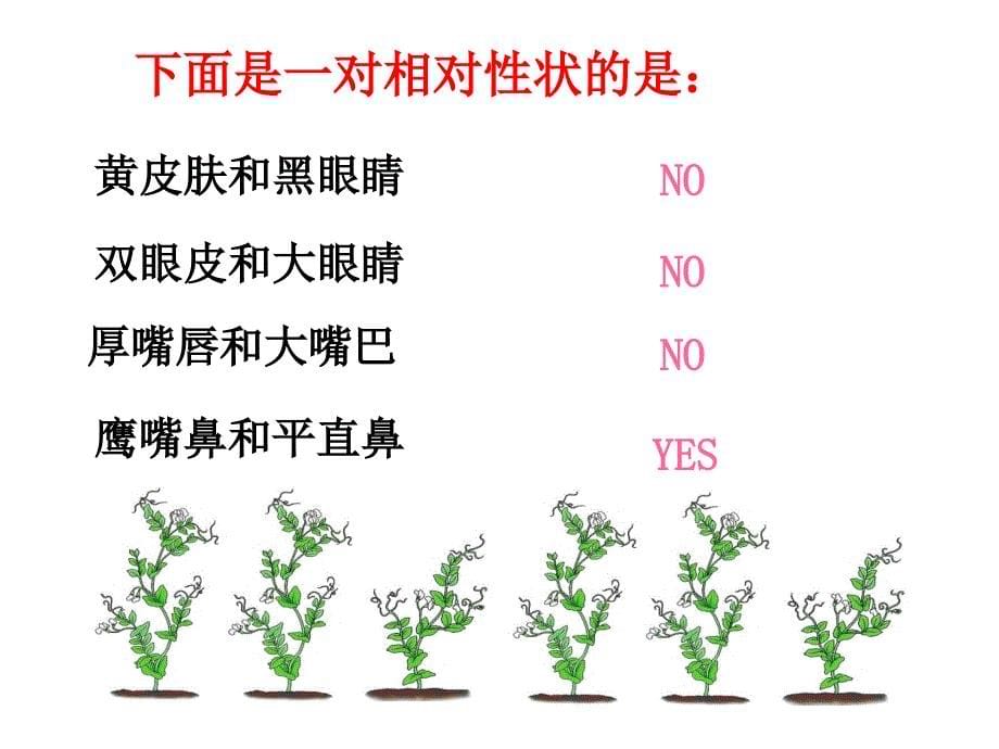 2016年春人教版八年级生物下册课件：第七单元第二章第三节基因的显性和隐形（共45张PPT）_第5页