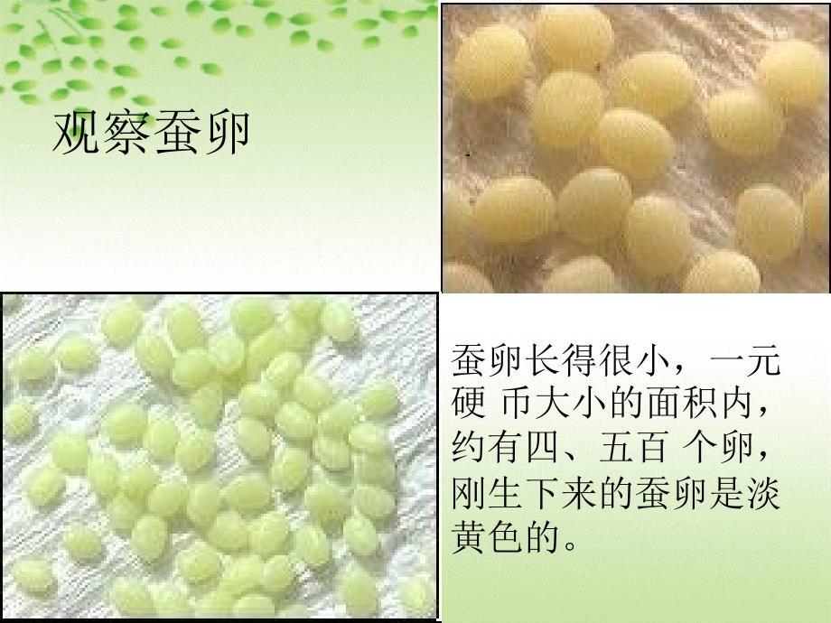 教科版三年级科学下册 蚕的生命周期课件之四_第3页