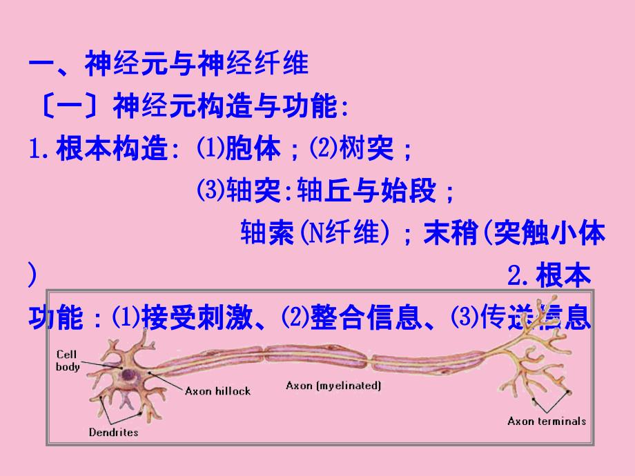 西医基础理论第十二章神经系统ppt课件_第3页