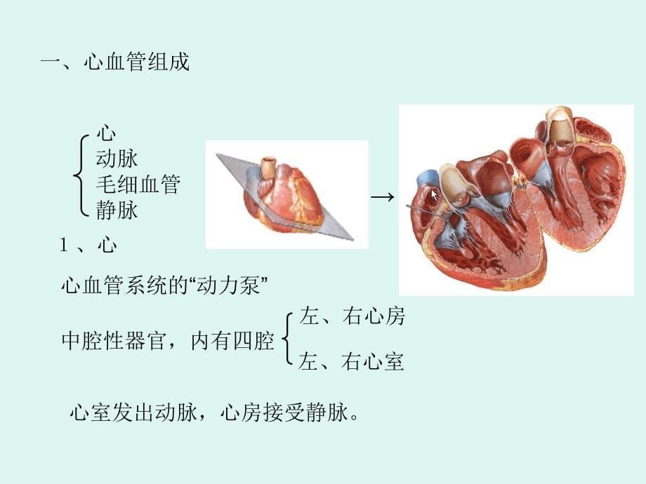 系统解剖学脉管系统ppt课件_第5页