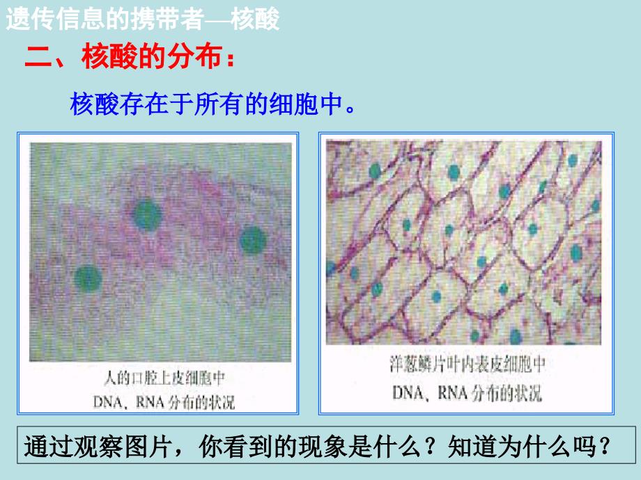 《遗传信息的携带者_第3页