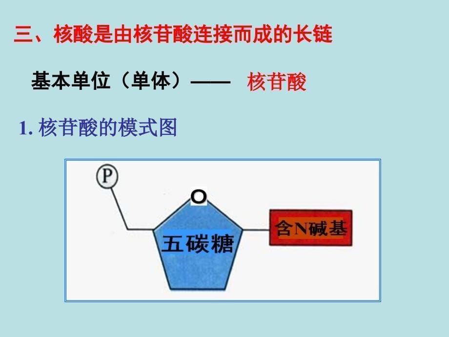 《遗传信息的携带者_第5页