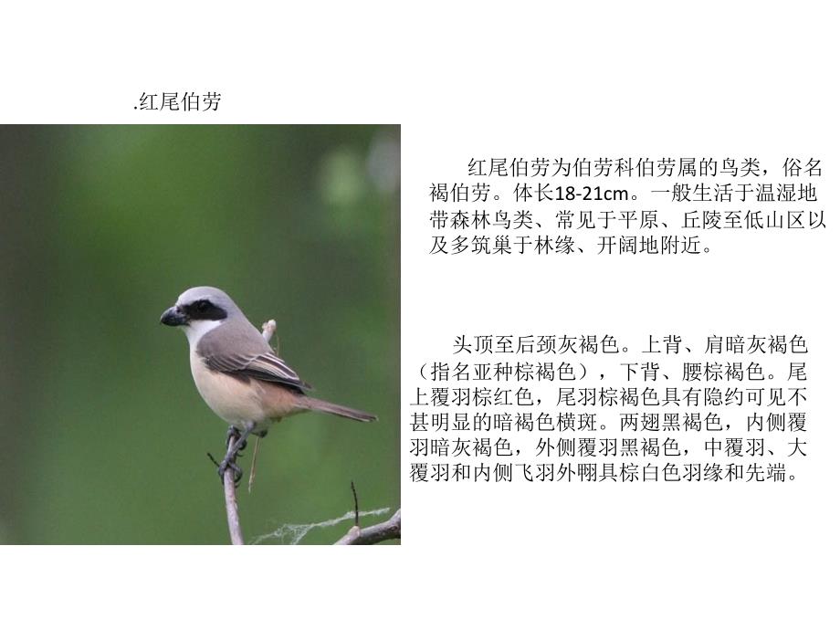 常见鸟类形态特征简介_第1页